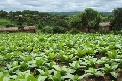Volunteering in Malawi