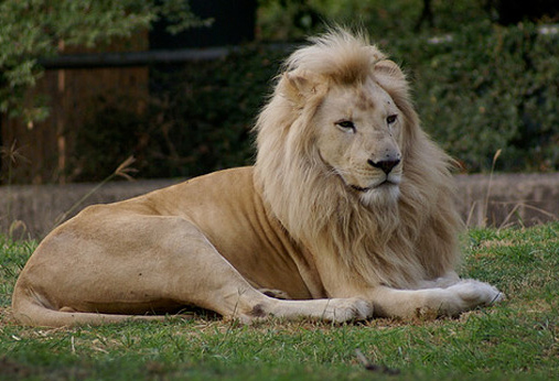 Volunteer work in Mexico - Guadalajara Zoo