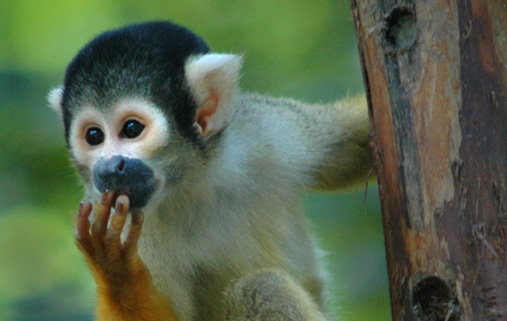 Volunteer in South Africa