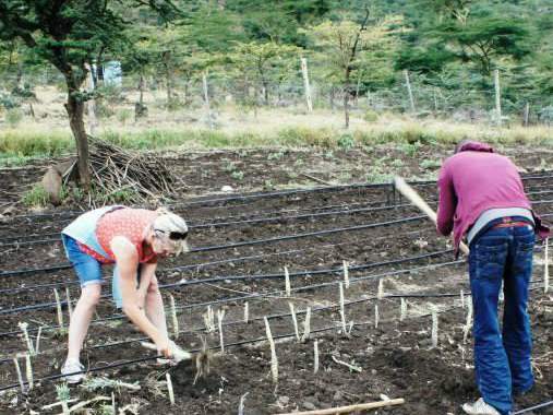 Volunteers working in agriculture in Kenya Masai.