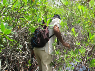 in-the-mangroves-honduras