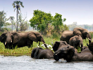 elephants-in-liwonde-national-park-malawi