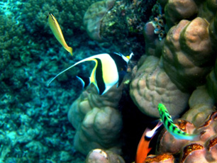 snorkelling-surin-islands-thailand